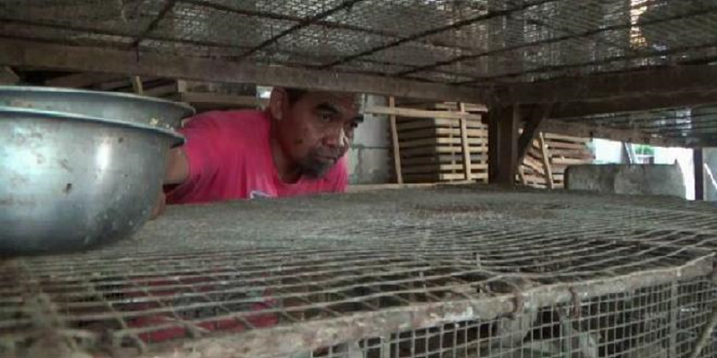 Mantan Petinju Asal Malang Sukses Berjualan Tikus