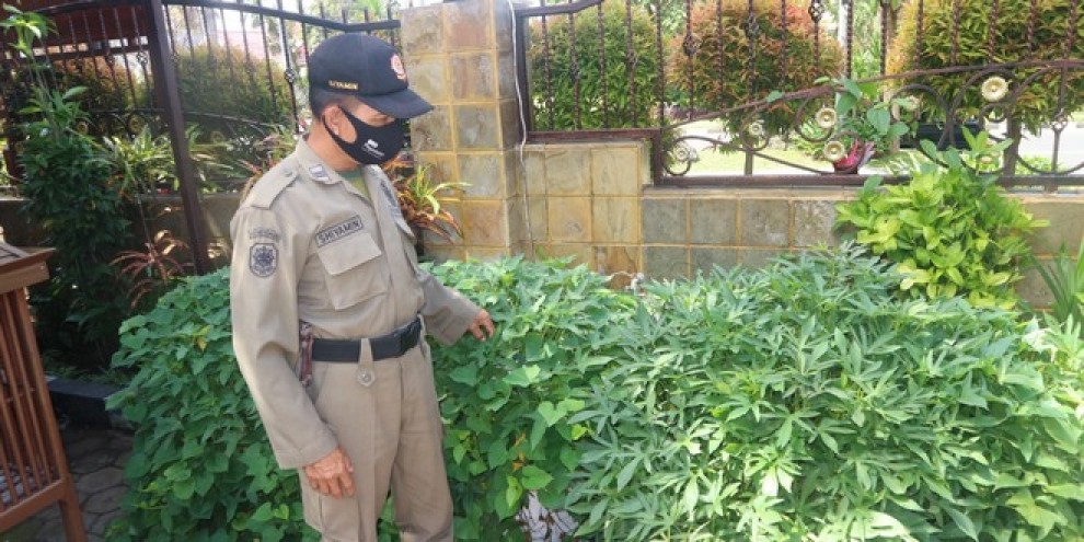 Kreatif! Manfaatkan Lahan Terbatas Lewat Tanam Ubi dalam Karung