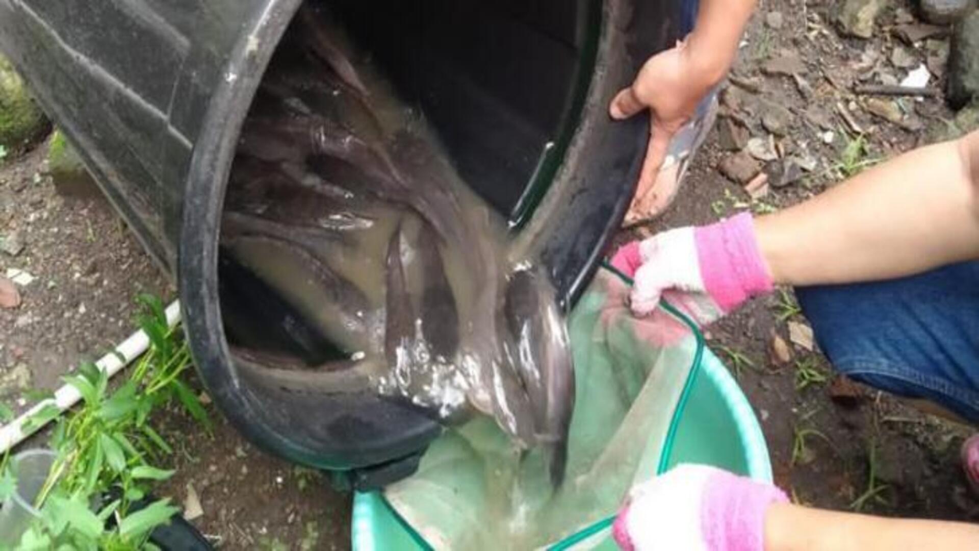 Budikdamber Nila dan Lele, Bantu Cegah Stunting