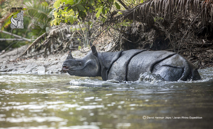 World Rhino Day 2020: Ekspedisi Badak Jawa “Surviving in Silence”
